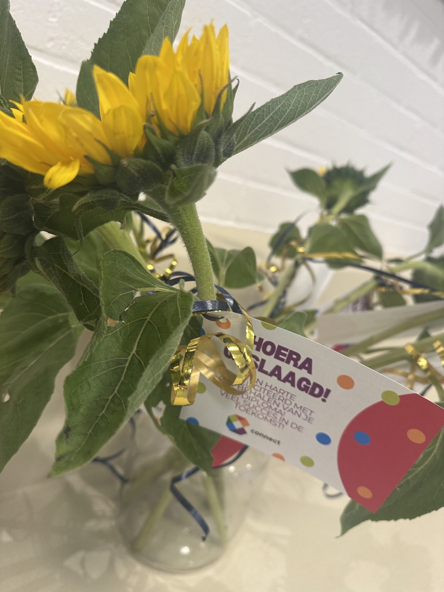 Van doorzetten naar diploma
